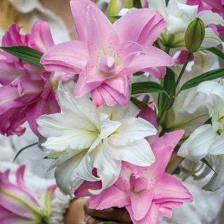 Oriental Lily Lotus Blend Thumbnail